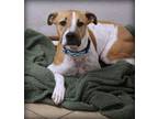 Adopt Joe a Boxer, Australian Shepherd