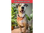 Adopt Cooper a Catahoula Leopard Dog, Mixed Breed