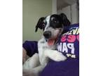 Adopt Amos~ Herman a Rat Terrier, Terrier