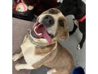 Adopt Chipmunk a Labrador Retriever, Anatolian Shepherd