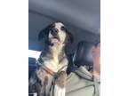 Adopt Bodie a Catahoula Leopard Dog, Cattle Dog