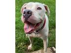 Adopt King Weiss a Dogo Argentino