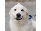 Adopt Ernie a Great Pyrenees