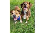 Adopt Buffy & Toby- BONDED PAIR a Beagle, Pit Bull Terrier