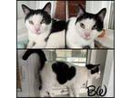 Adopt BW a Domestic Short Hair