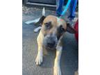 Adopt Poncho a Beagle, Australian Cattle Dog / Blue Heeler