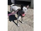 Adopt Rue a Australian Cattle Dog / Blue Heeler