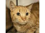 Adopt Pumpkin a Tabby