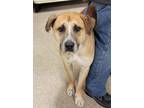 Adopt Spunky a Mastiff