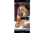 Adopt WATSON a Bloodhound