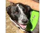 Adopt Sparky a Australian Cattle Dog / Blue Heeler, German Shepherd Dog