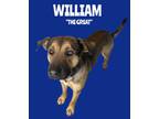 Adopt William a Shepherd, Labrador Retriever