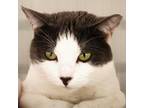 Adopt Milo a Domestic Short Hair