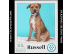 Adopt Russell (Dream House Duo) 041523 a Boxer, Labrador Retriever