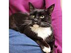 Adopt (SENIOR) Sylvester a Domestic Medium Hair