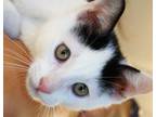 Adopt Peppermint Ollie a Domestic Short Hair, Turkish Van