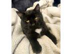 Adopt Fredrick (Freddy) a Domestic Short Hair