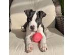 Adopt Jackson a Pit Bull Terrier, American Staffordshire Terrier