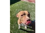 Adopt Loki Ryder a Pit Bull Terrier