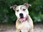 Adopt CLARK a Staffordshire Bull Terrier