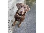 Adopt Cooper Duke a Labrador Retriever