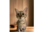 Adopt Cricket a Domestic Short Hair, Tabby