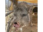 Adopt Popsicle a Pig