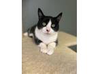 Adopt Diego a Tuxedo