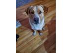 Adopt SIMBA a Mixed Breed