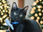 Adopt Hans - In Foster Home a Domestic Short Hair