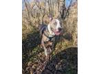 Adopt Billy a American Staffordshire Terrier, Terrier