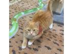 Adopt Scotty a Domestic Short Hair