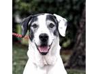 Adopt Romeo a Pointer