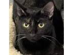 Adopt Shy a Domestic Short Hair