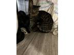 Adopt Golden a Domestic Short Hair