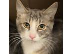 Adopt Geo a Domestic Short Hair