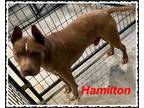 Adopt Hamilton a Pit Bull Terrier
