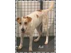 Adopt Rob a Mixed Breed