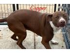 Adopt Copper a Pit Bull Terrier
