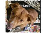 Adopt Luca a Pit Bull Terrier