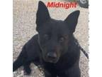 Adopt Midnight a Shepherd