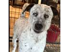 Adopt Gizmo a Australian Cattle Dog / Blue Heeler