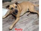 Adopt Rusty a Black Mouth Cur