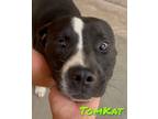 Adopt Tomkat a Pit Bull Terrier