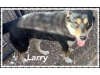 Adopt Larry a Cattle Dog, Shepherd