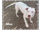 Adopt Mo a American Staffordshire Terrier