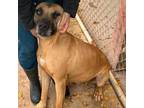 Adopt Hotrod a Black Mouth Cur