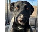 Adopt Boots a Labrador Retriever