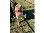 Adopt Steven Tyler a Shar-Pei, Pit Bull Terrier