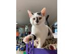 Adopt Ace a Domestic Short Hair